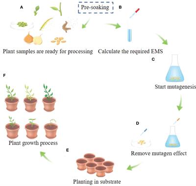 Frontiers | Current Trends And Insights On EMS Mutagenesis Application ...